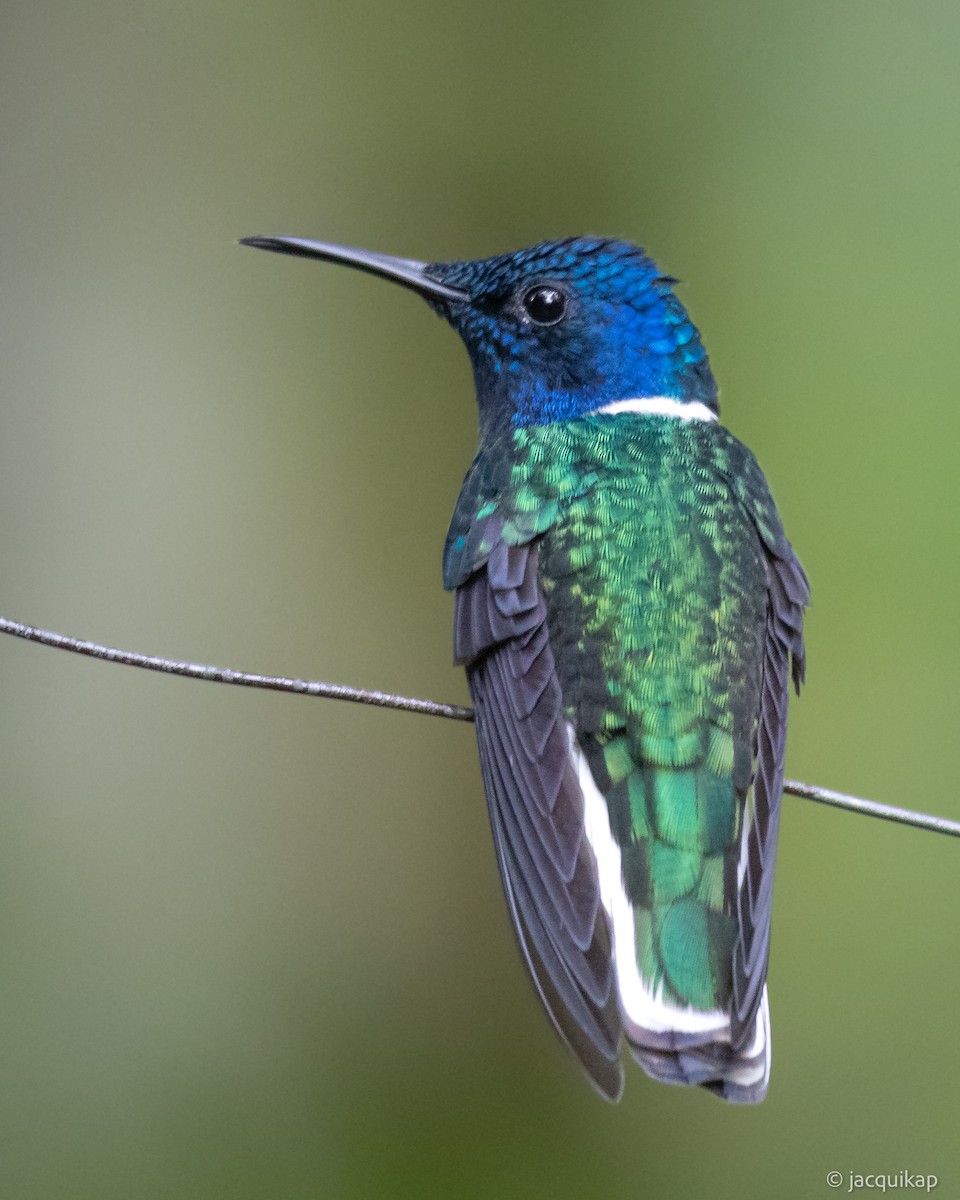 Colibrí Nuquiblanco - ML616956288