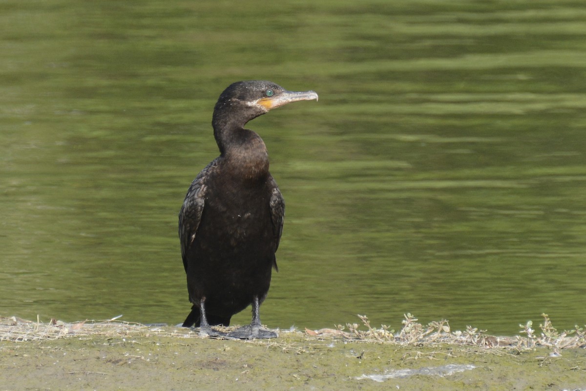 Neotropic Cormorant - ML616956383