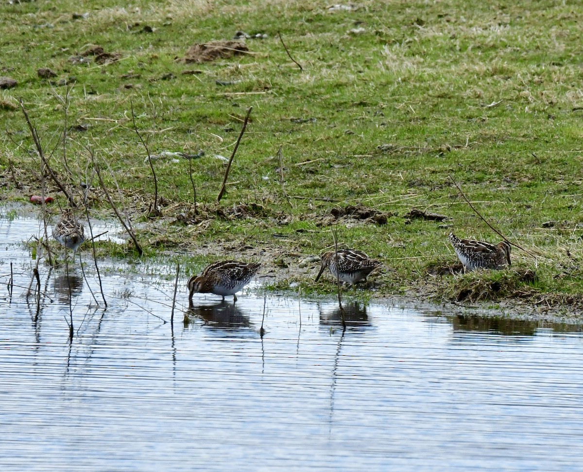 Wilson's Snipe - ML616956384