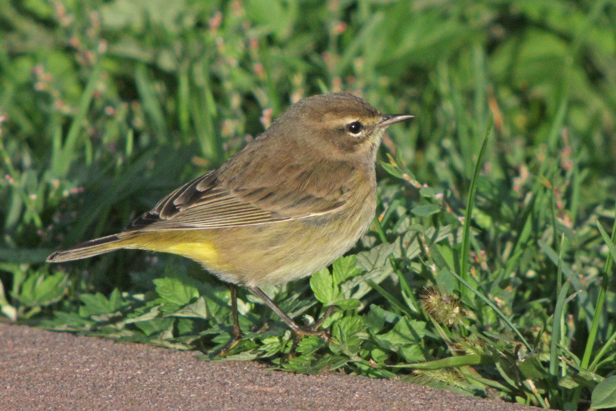 Palm Warbler (Yellow) - Corey Finger