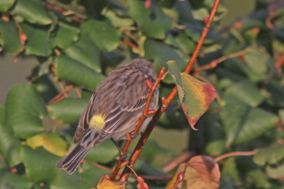 Yellow-rumped Warbler (Myrtle) - Corey Finger