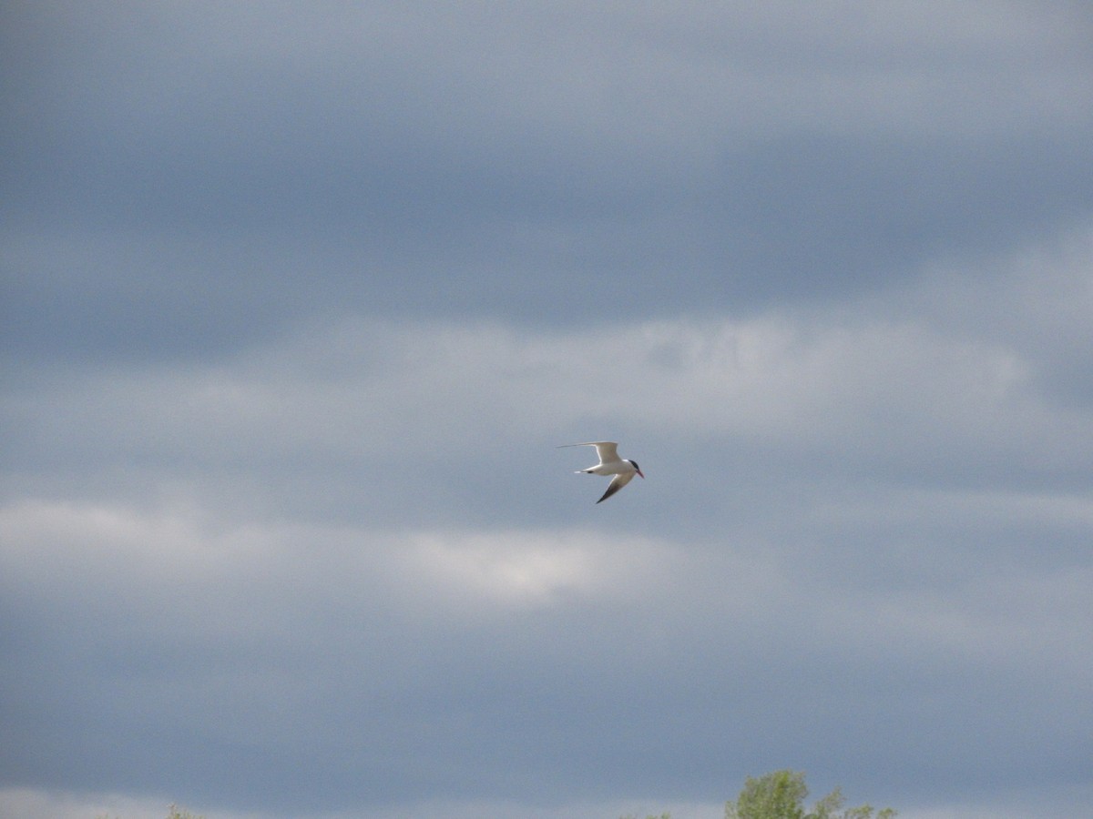 Caspian Tern - ML616956467