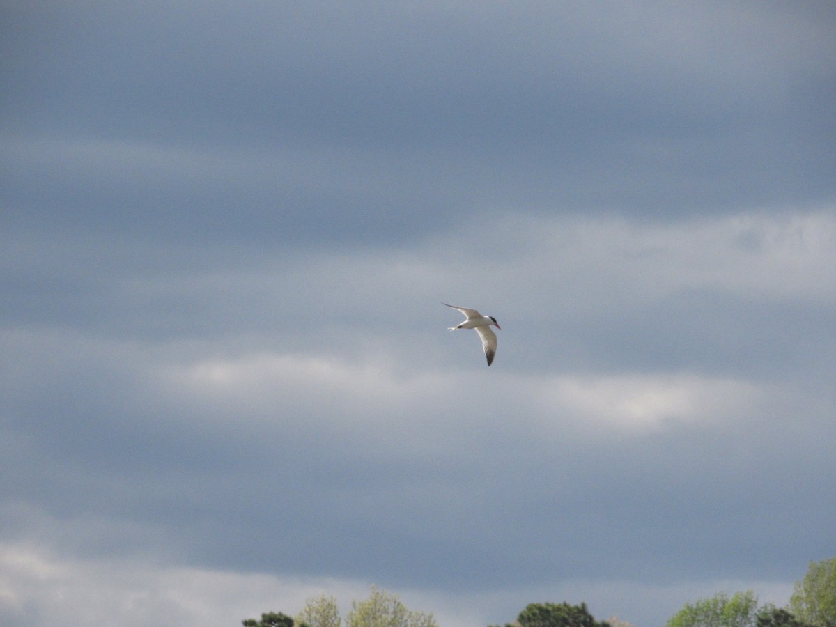 Caspian Tern - Caleb Bronsink