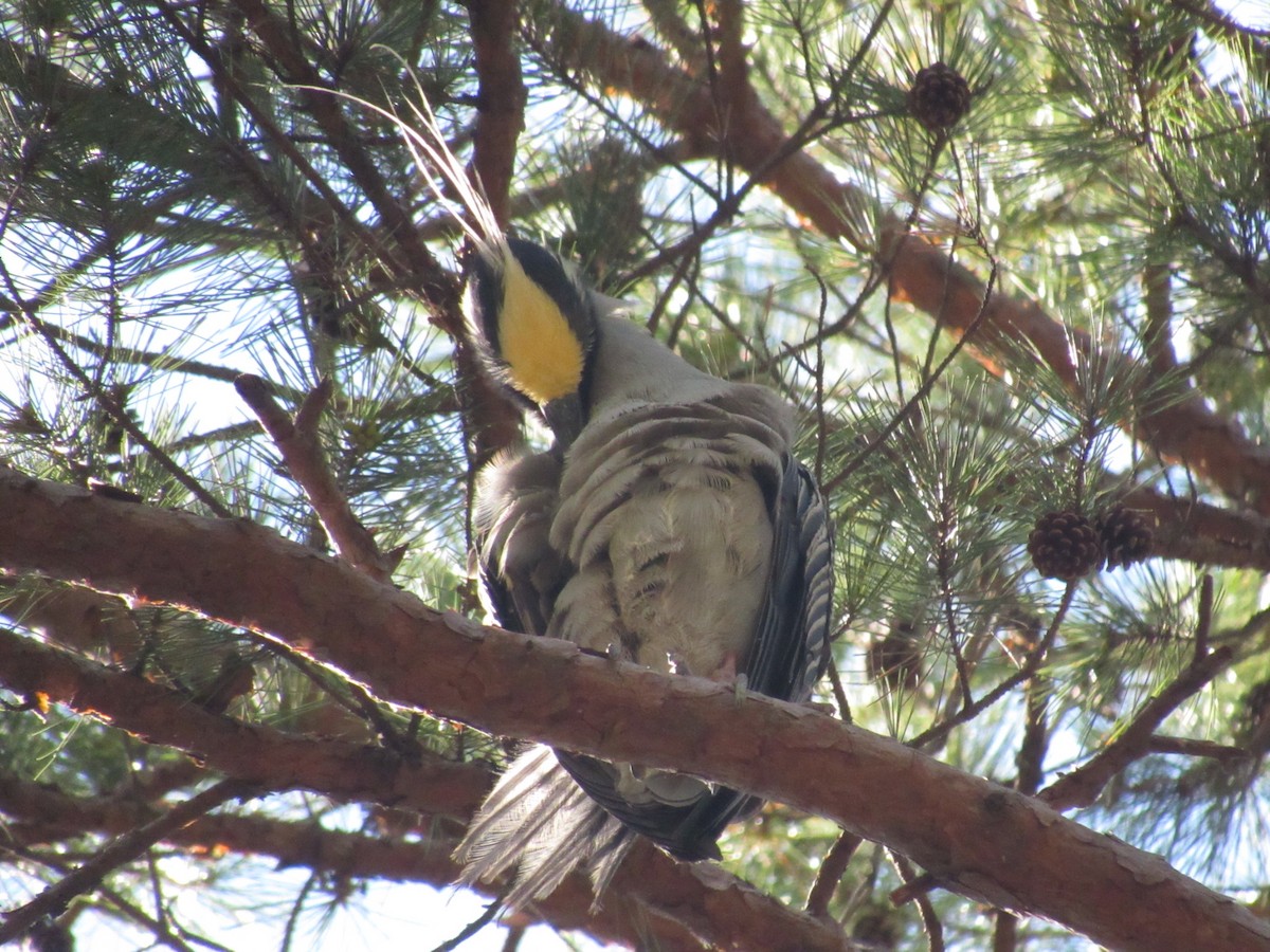 Yellow-crowned Night Heron - ML616956499