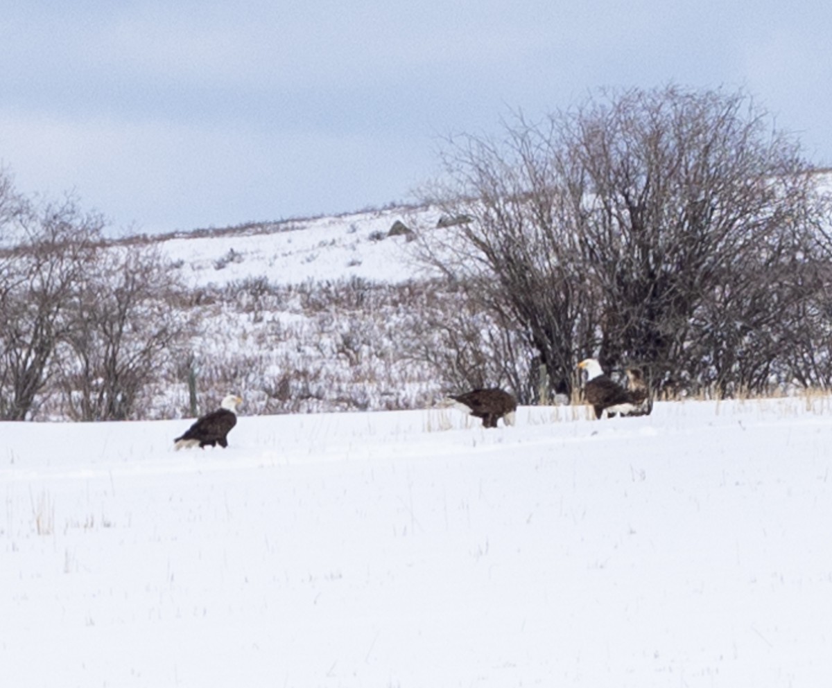 Bald Eagle - ML616956511