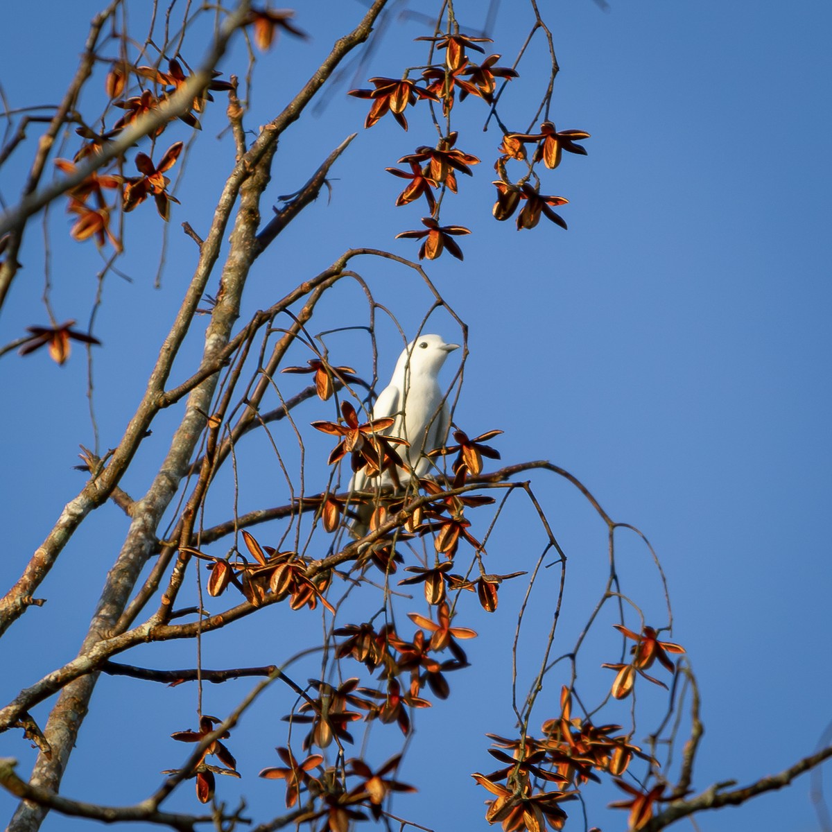 Snowy Cotinga - Alejandro Vidal