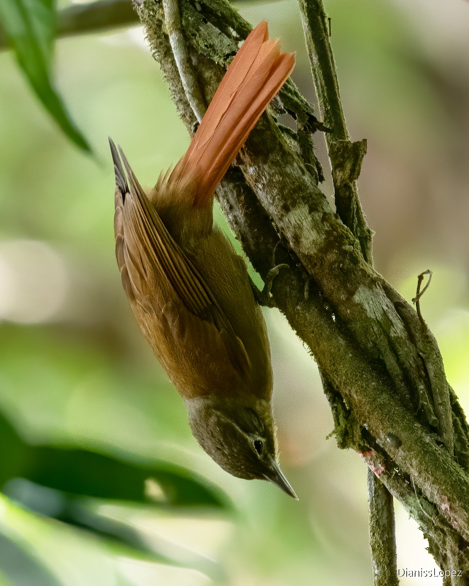 Montane Foliage-gleaner - ML616956516