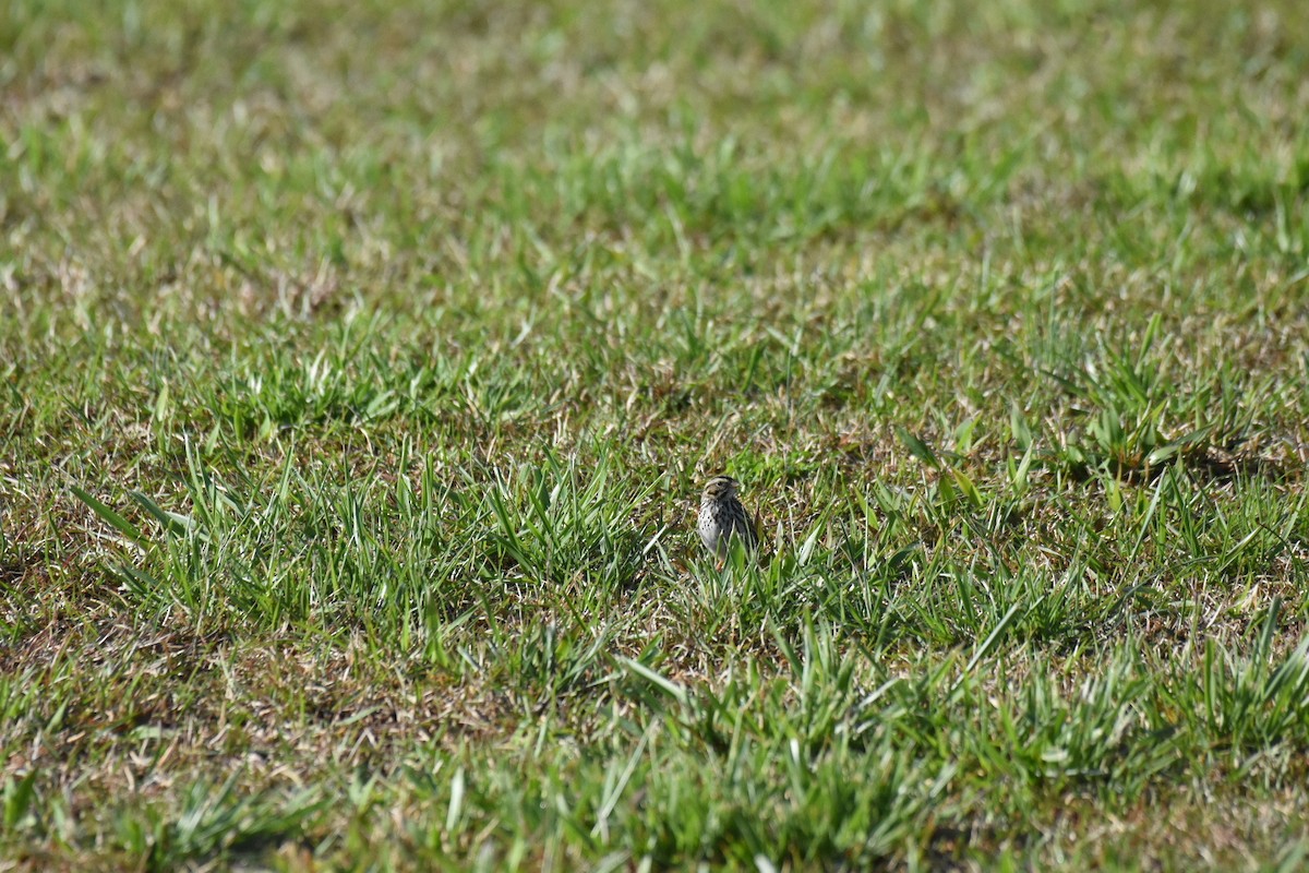 Savannah Sparrow - ML616956568