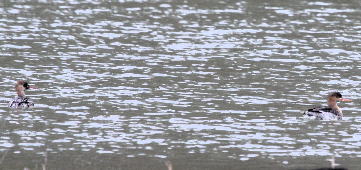 Red-breasted Merganser - ML616956596