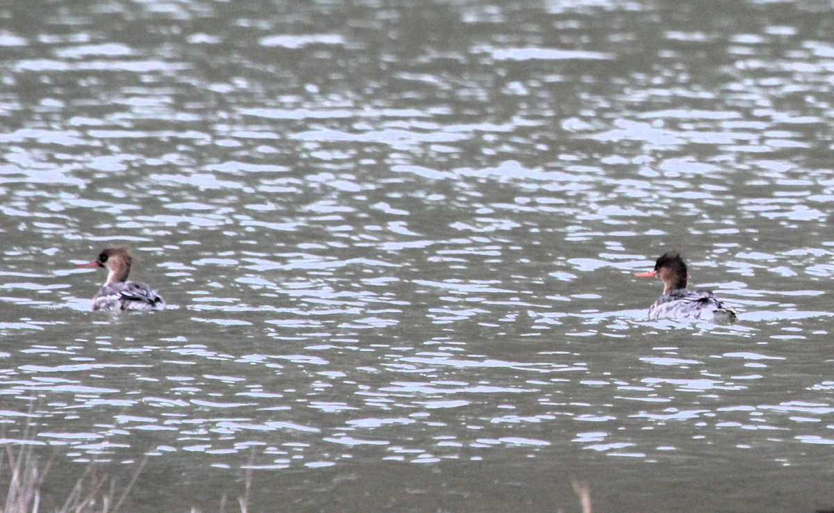 Red-breasted Merganser - ML616956597