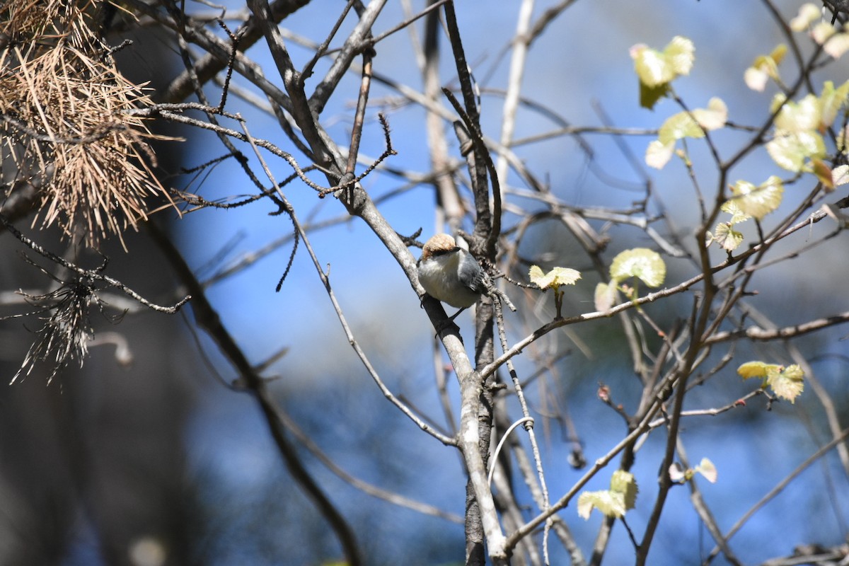 Brown-headed Nuthatch - Jay Powell