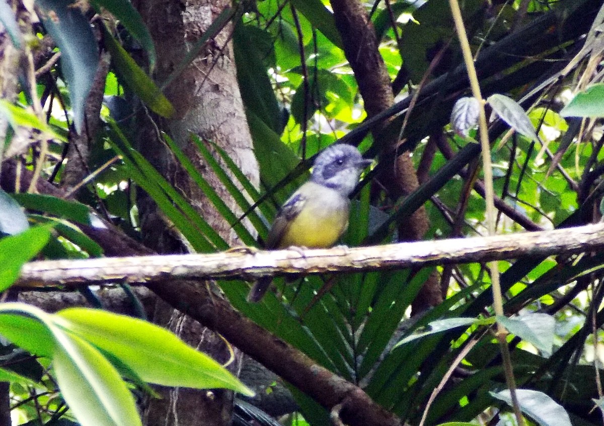 Plain Antvireo - ML616956649