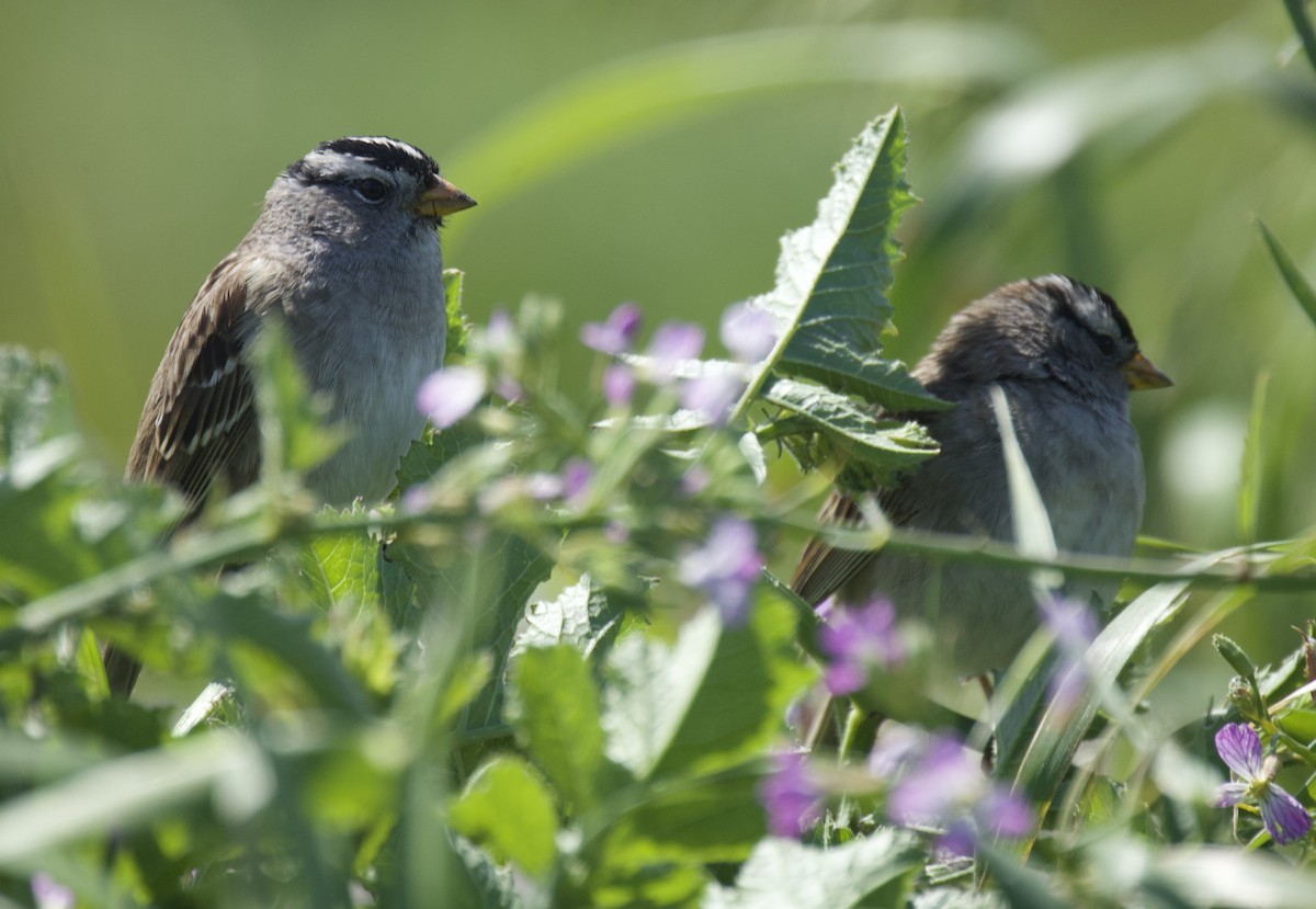 White-crowned Sparrow - ML616956661