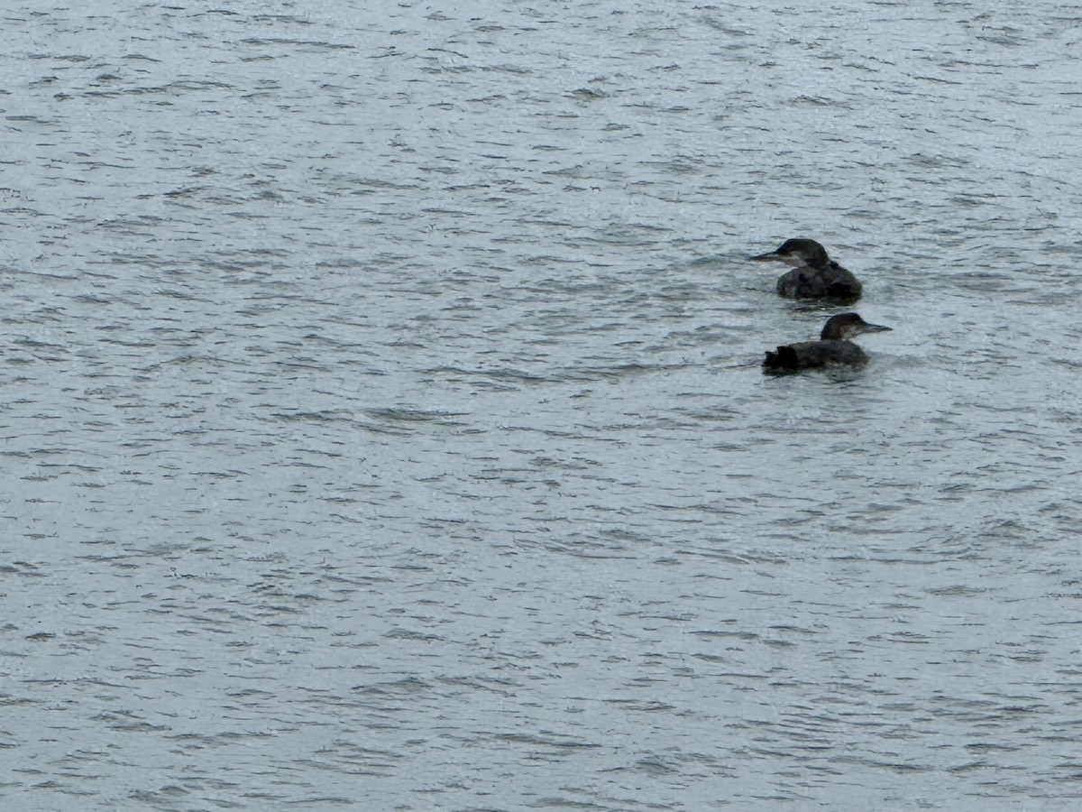 Common Loon - ML616956713