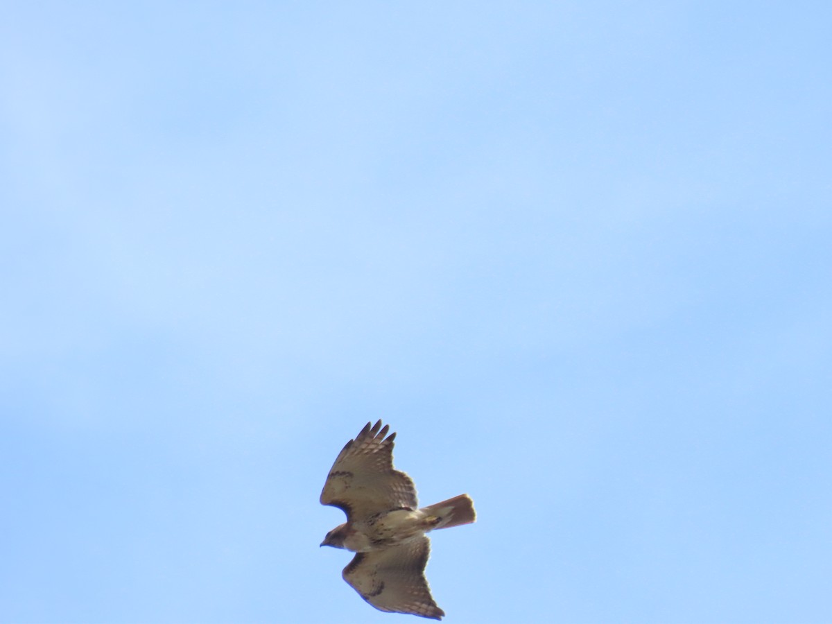 Red-tailed Hawk - ML616956715