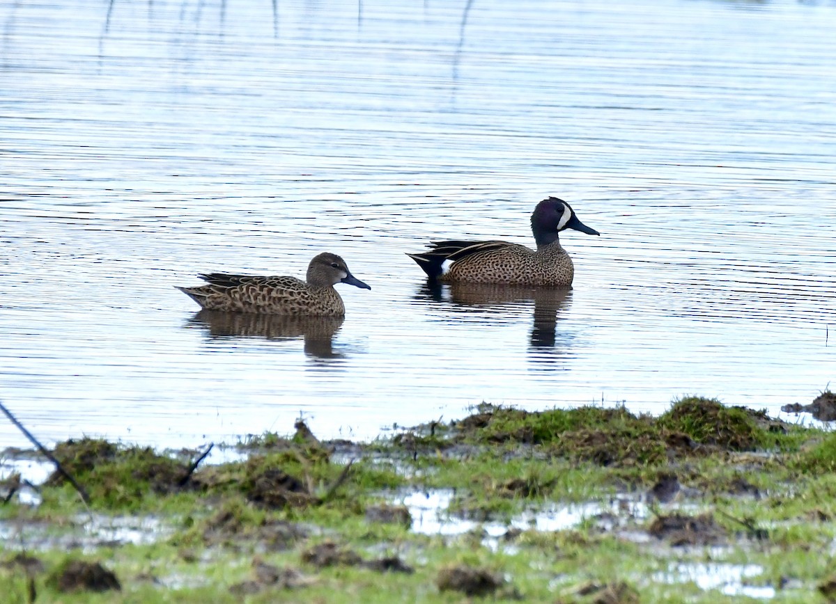 Blue-winged Teal - ML616956764