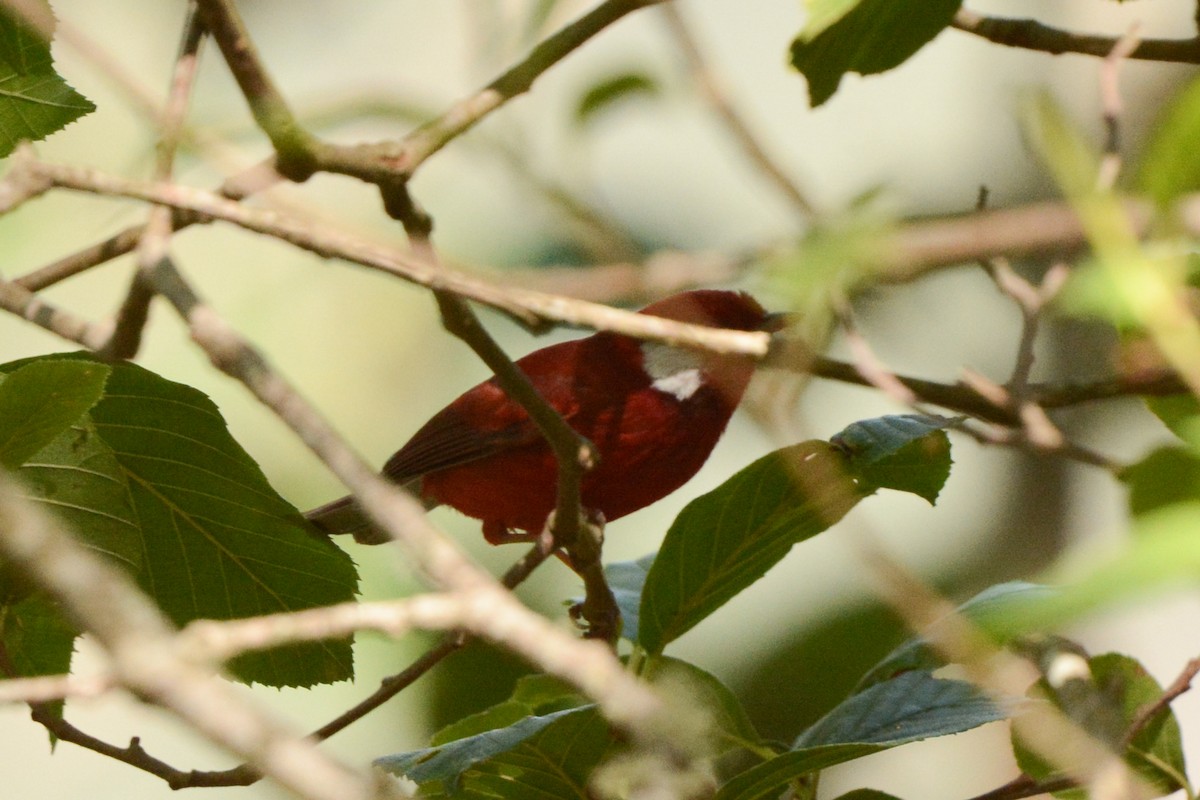 Red Warbler (White-cheeked) - ML616956783