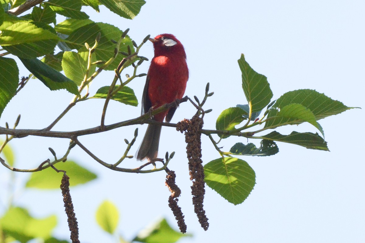 Red Warbler (White-cheeked) - ML616956784