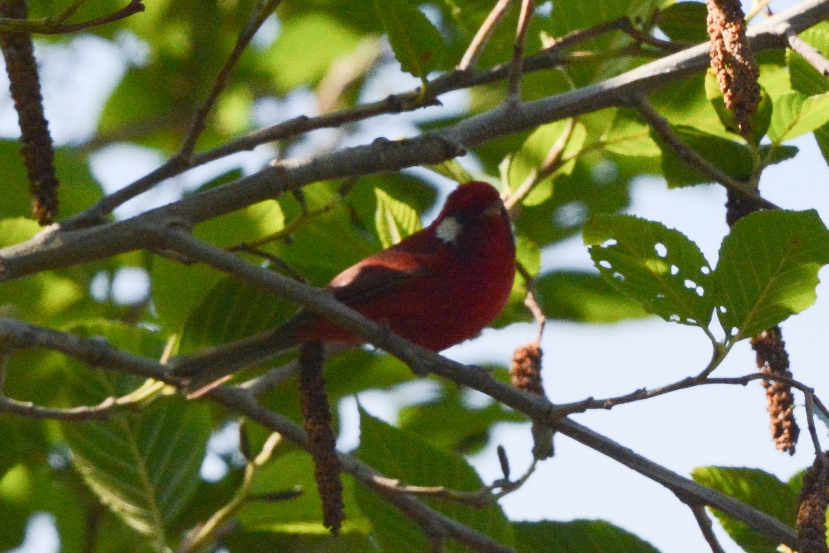 Red Warbler (White-cheeked) - ML616956785
