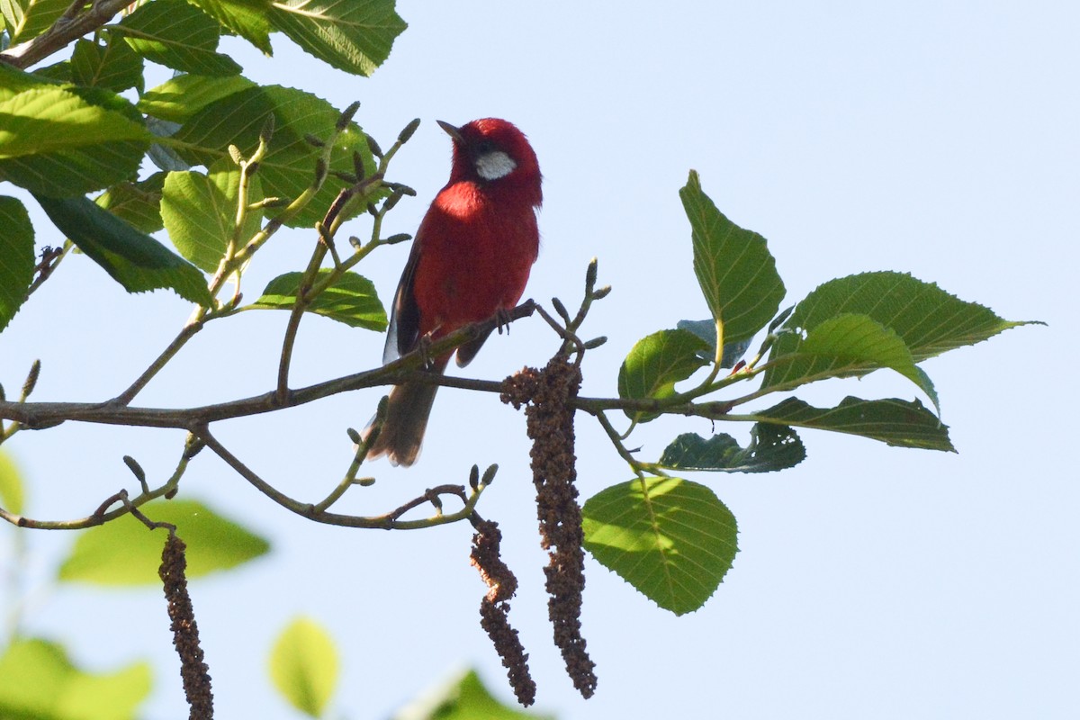 Red Warbler (White-cheeked) - ML616956786