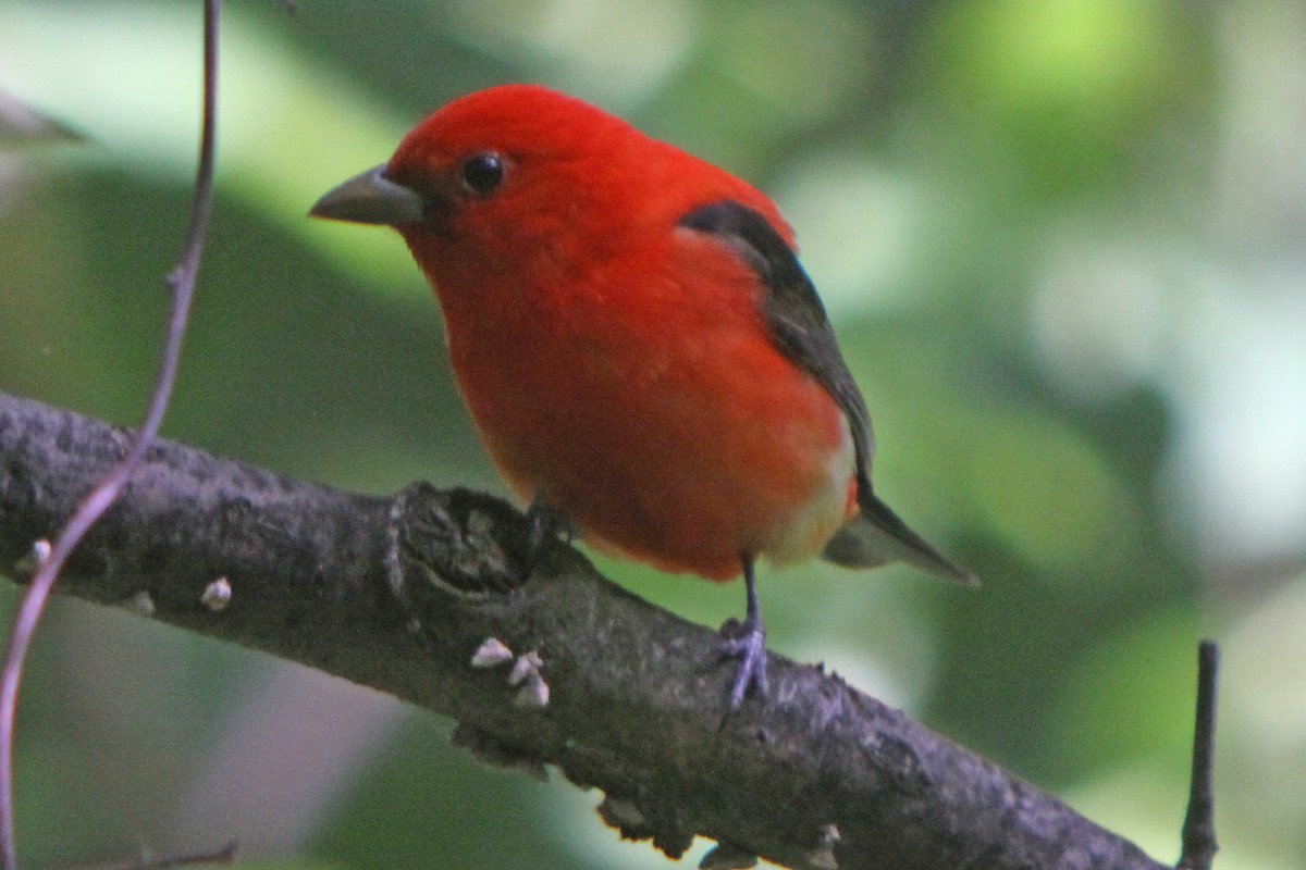 Scarlet Tanager - ML616956826