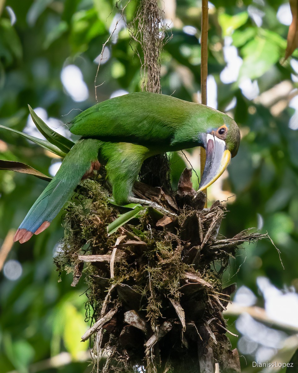 Southern Emerald-Toucanet - ML616956827