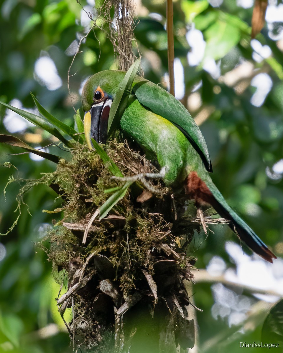 Southern Emerald-Toucanet - ML616956828