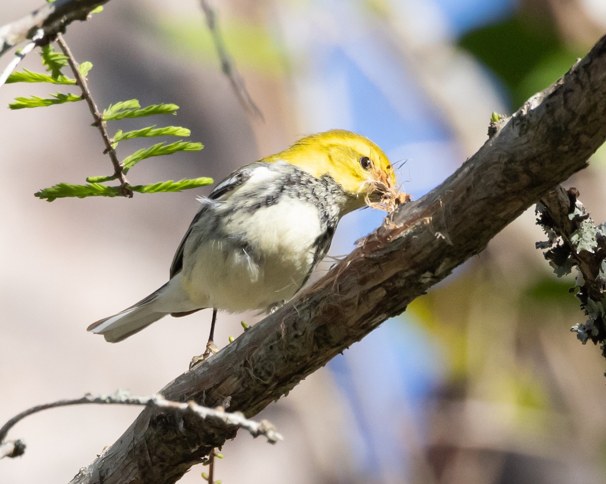 Black-throated Green Warbler - Jeff Lewis