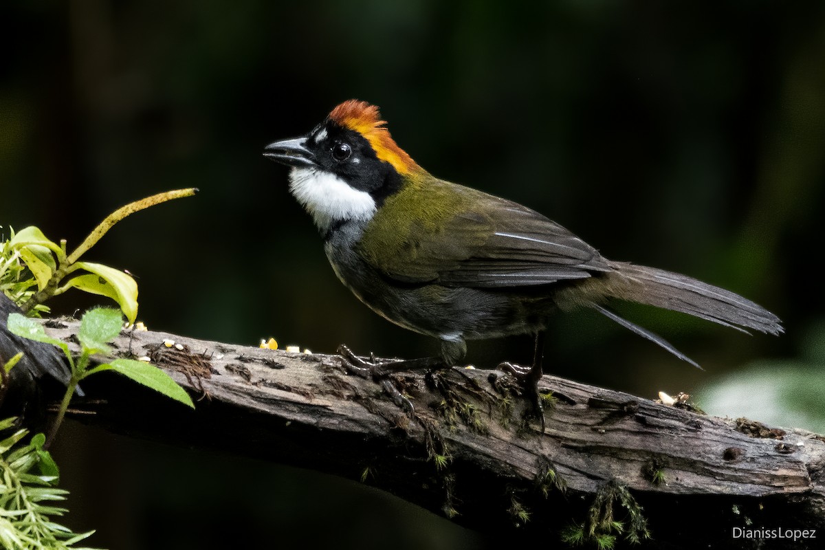 Chestnut-capped Brushfinch - ML616956838