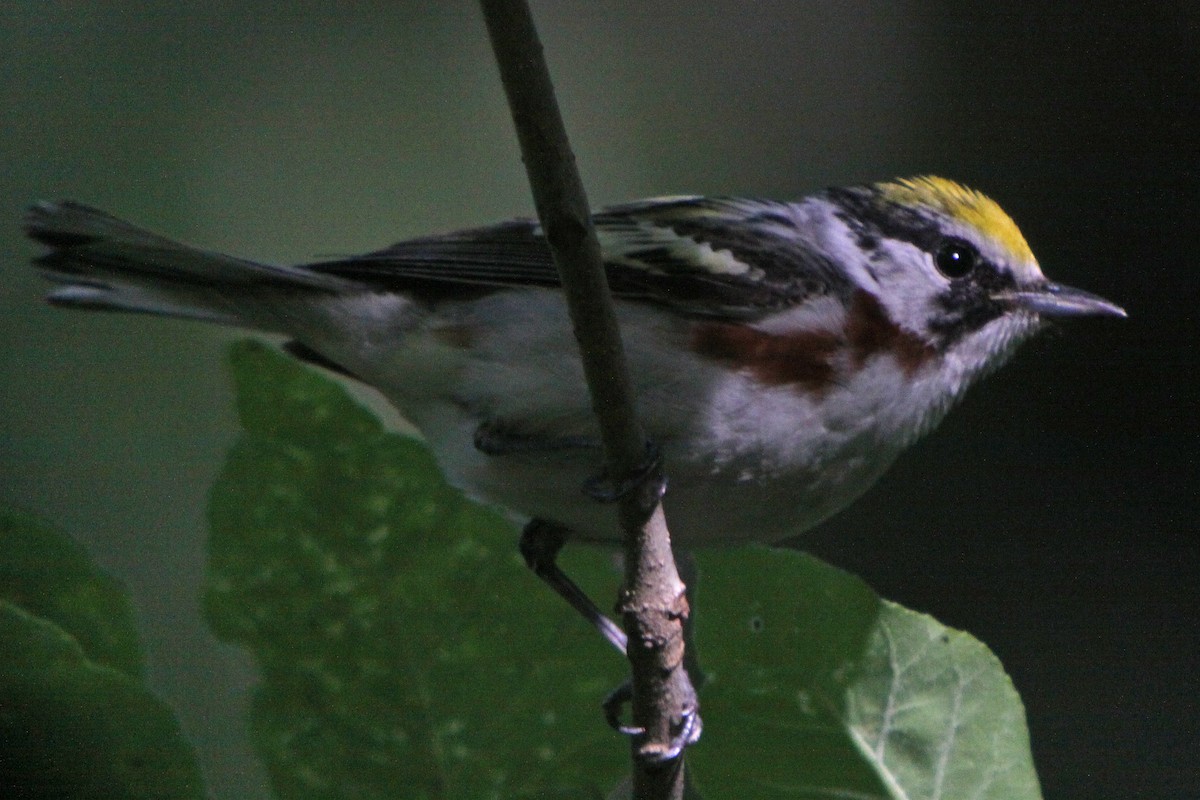 Paruline à flancs marron - ML616956867
