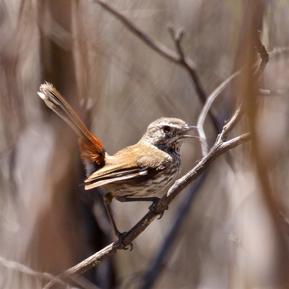 Shy Heathwren - ML616956869