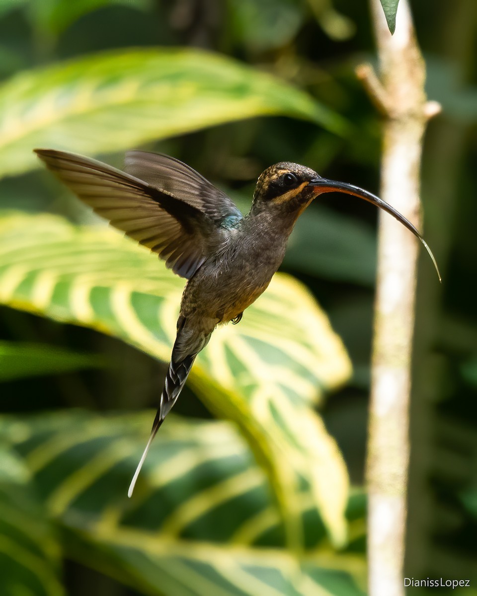 kolibřík šedobřichý - ML616956889