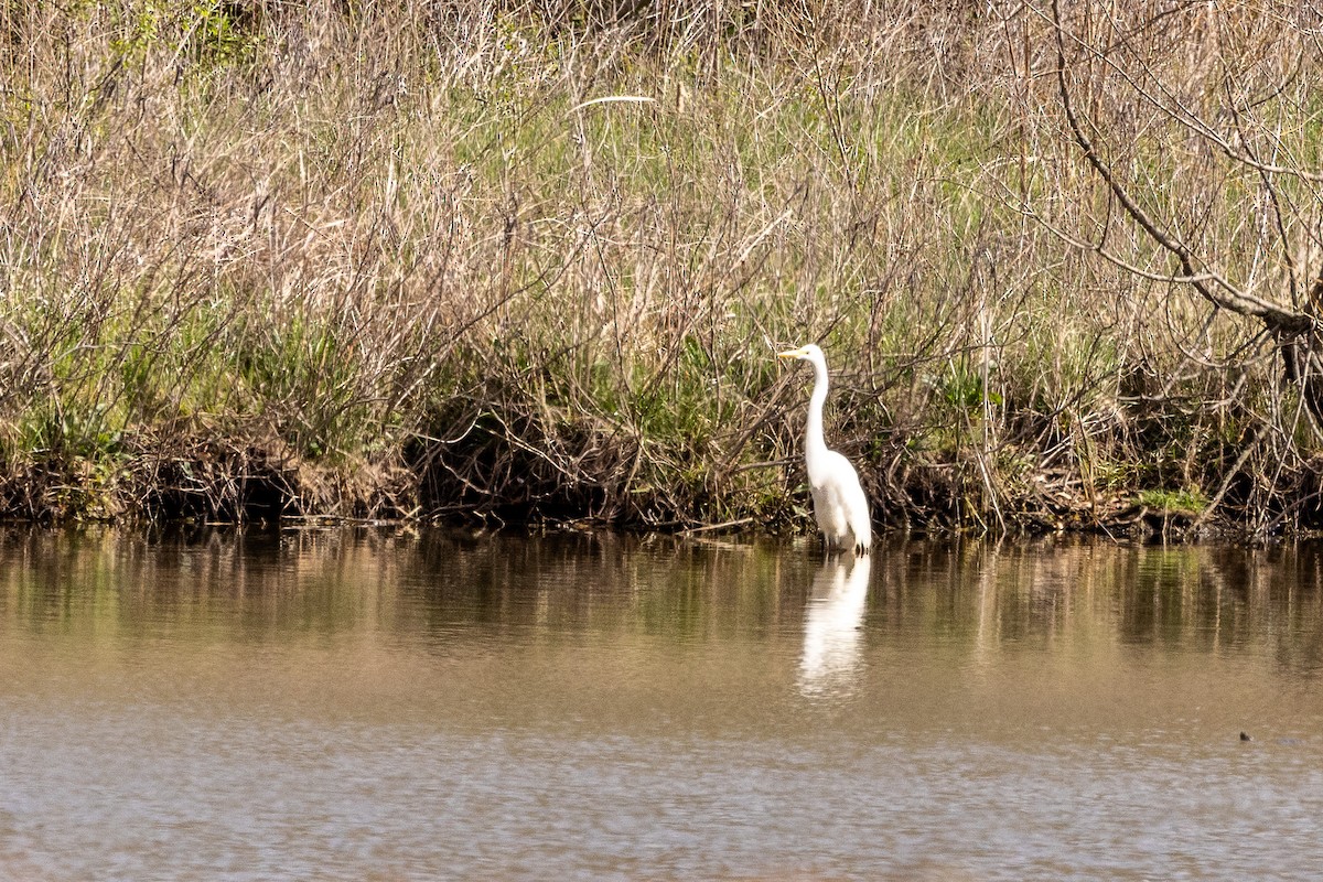 Great Egret - ML616956909