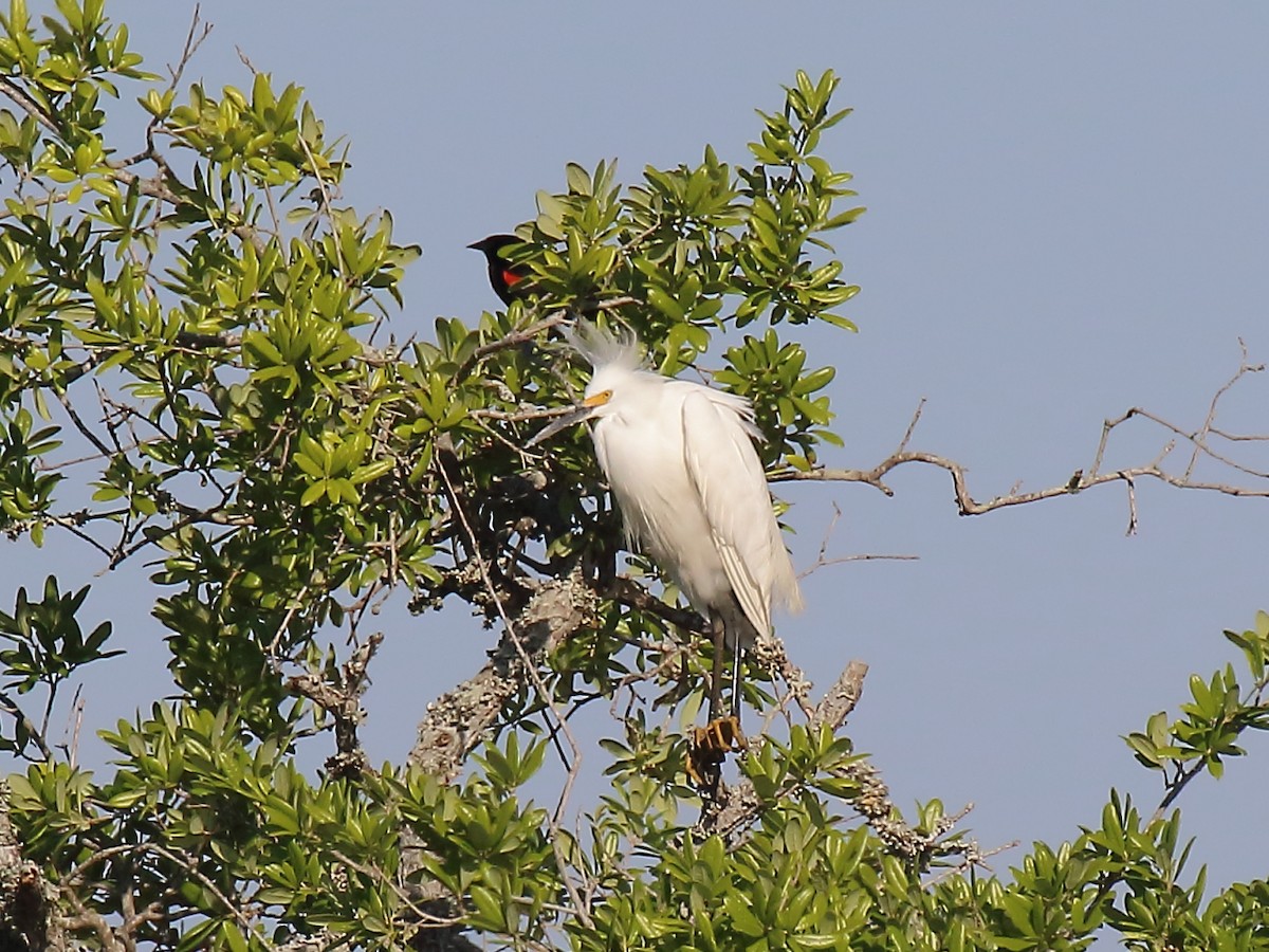 Snowy Egret - ML616956921