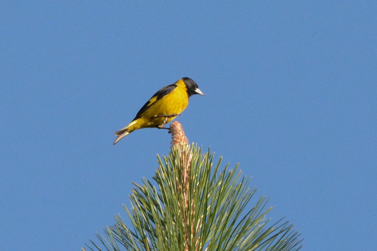 Black-headed Siskin - Linnaea Wright