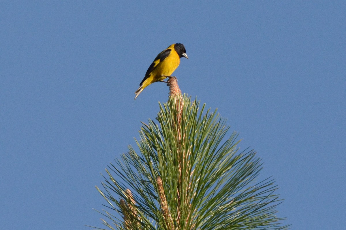 Black-headed Siskin - Linnaea Wright