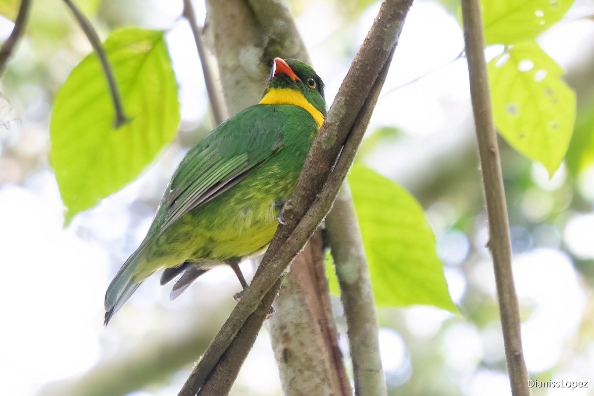 Golden-breasted Fruiteater - ML616956929