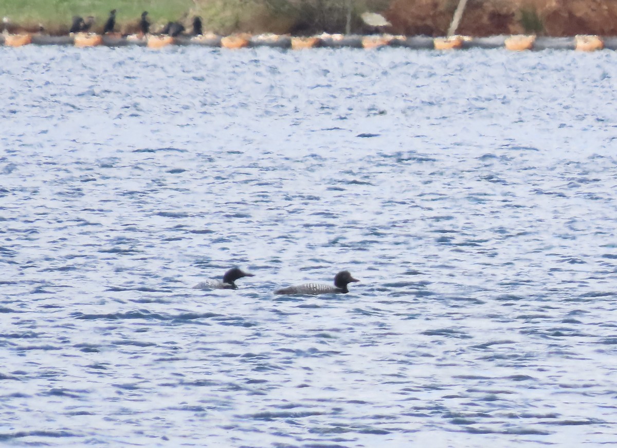 Common Loon - ML616956970