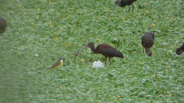 Ibis à face blanche - ML616956984