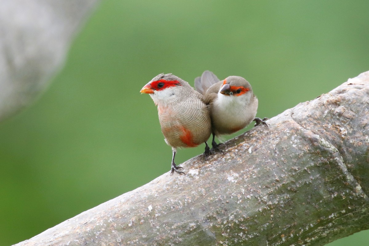 Common Waxbill - Stephen Turner