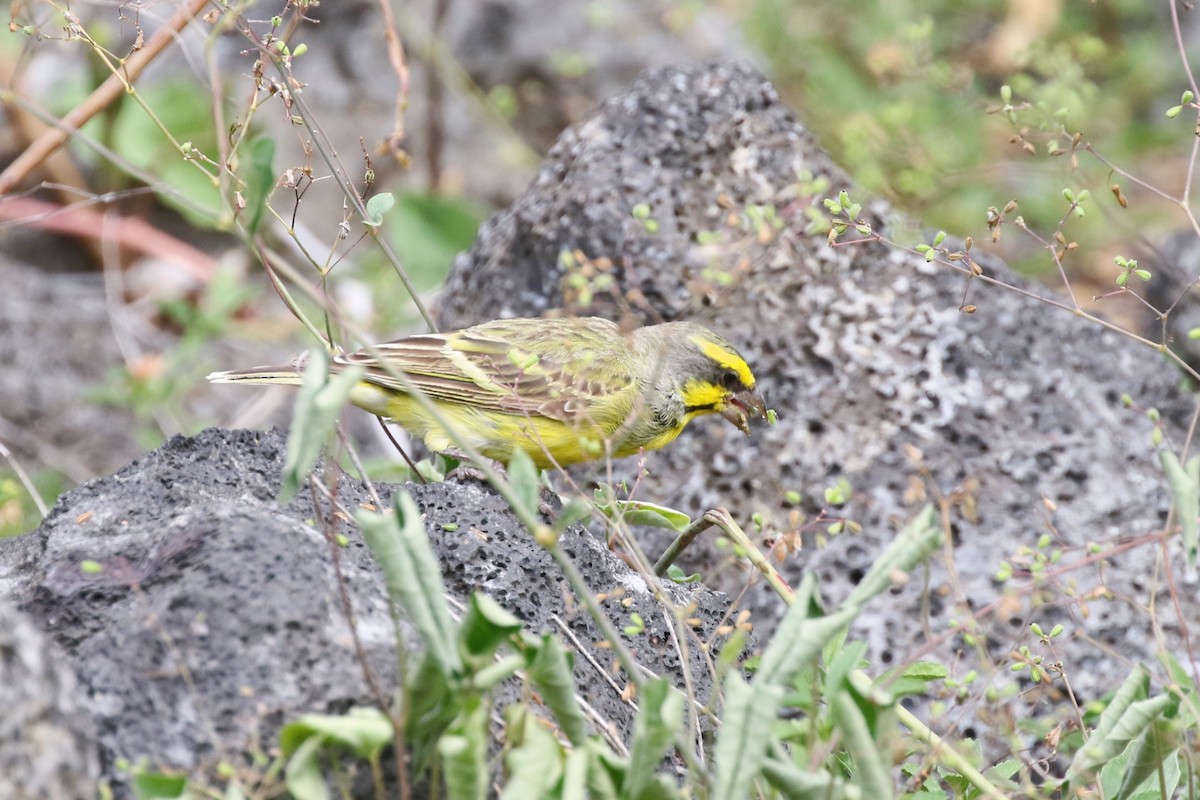 Yellow-fronted Canary - ML616957045