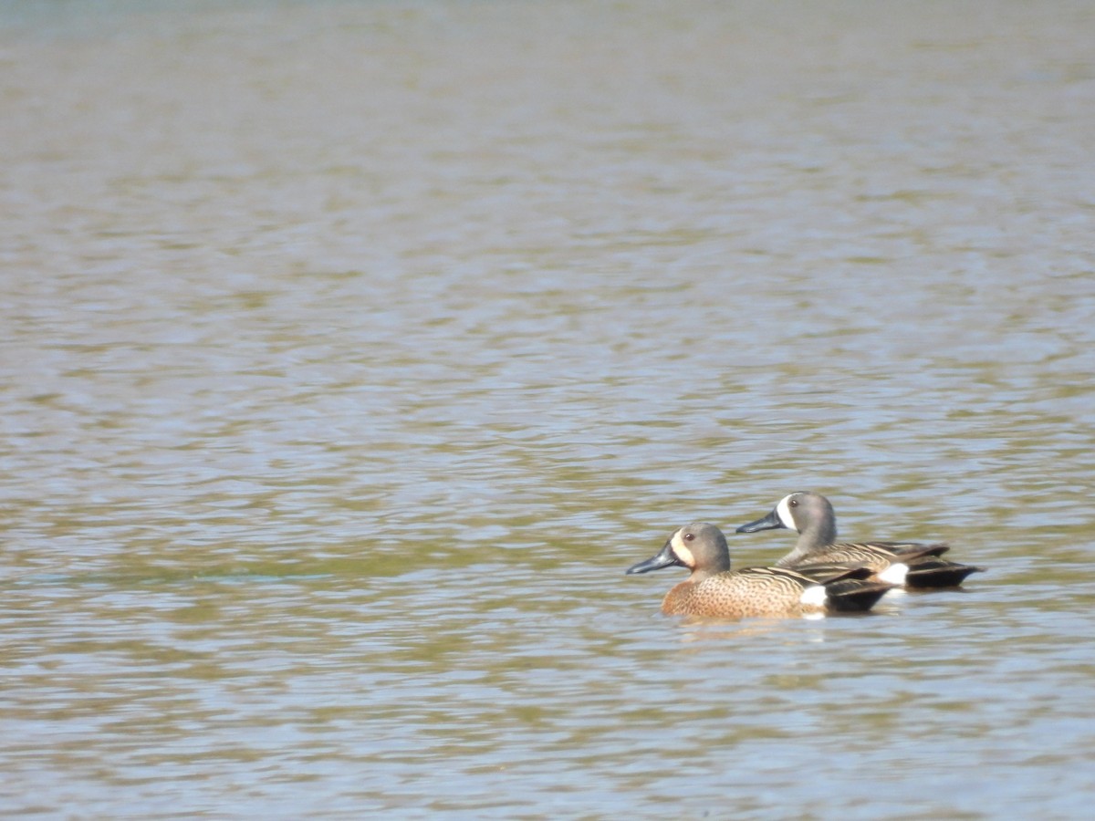 Blue-winged Teal - ML616957074