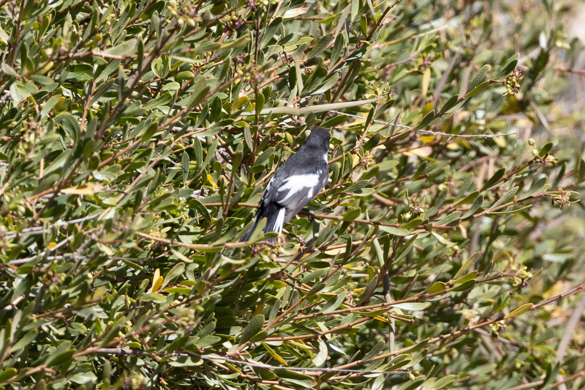 Semicollared Flycatcher - ML616957075