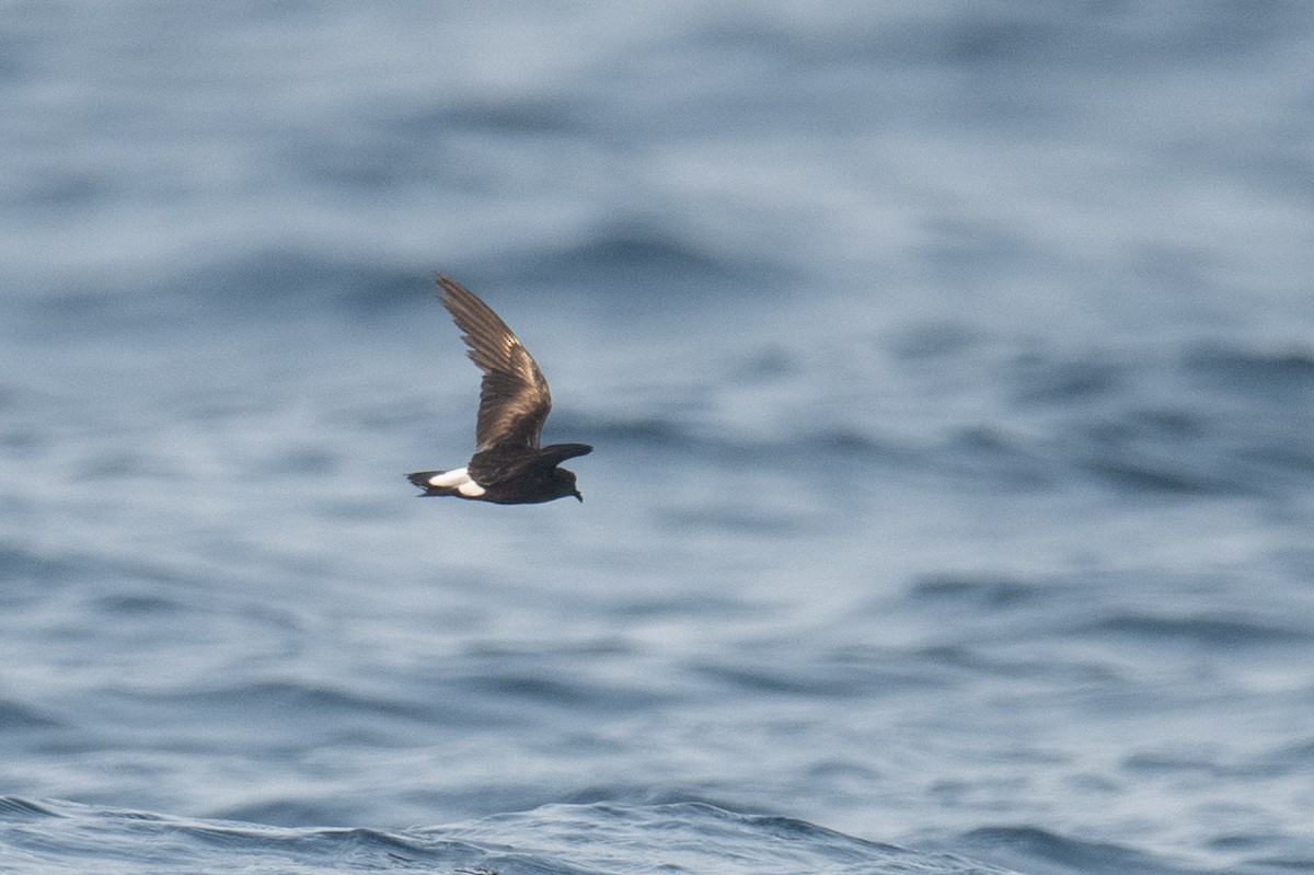 Wedge-rumped Storm-Petrel - John Cahill xikanel.com