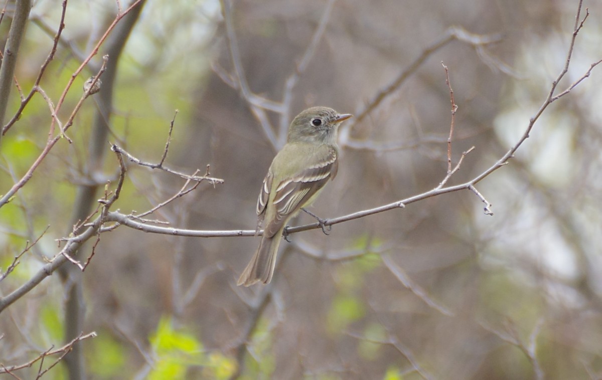 Hammond's Flycatcher - ML616957098