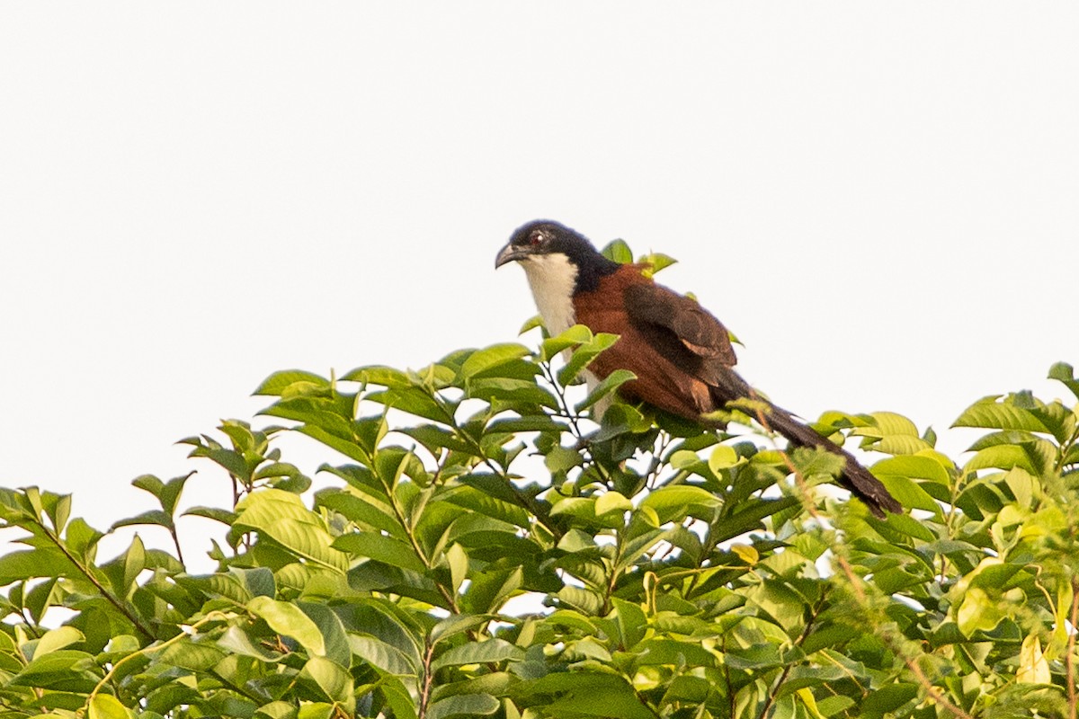 Blue-headed Coucal - ML616957120