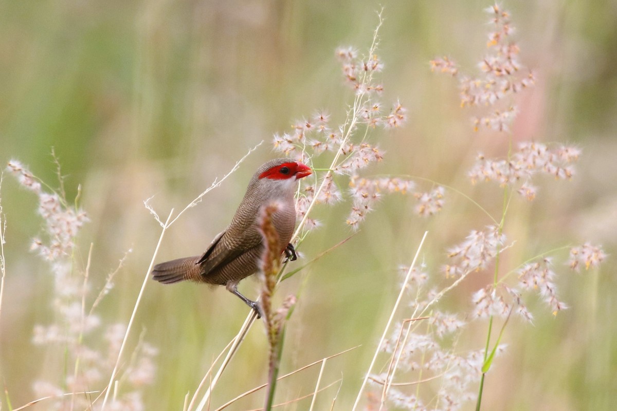 Common Waxbill - Stephen Turner