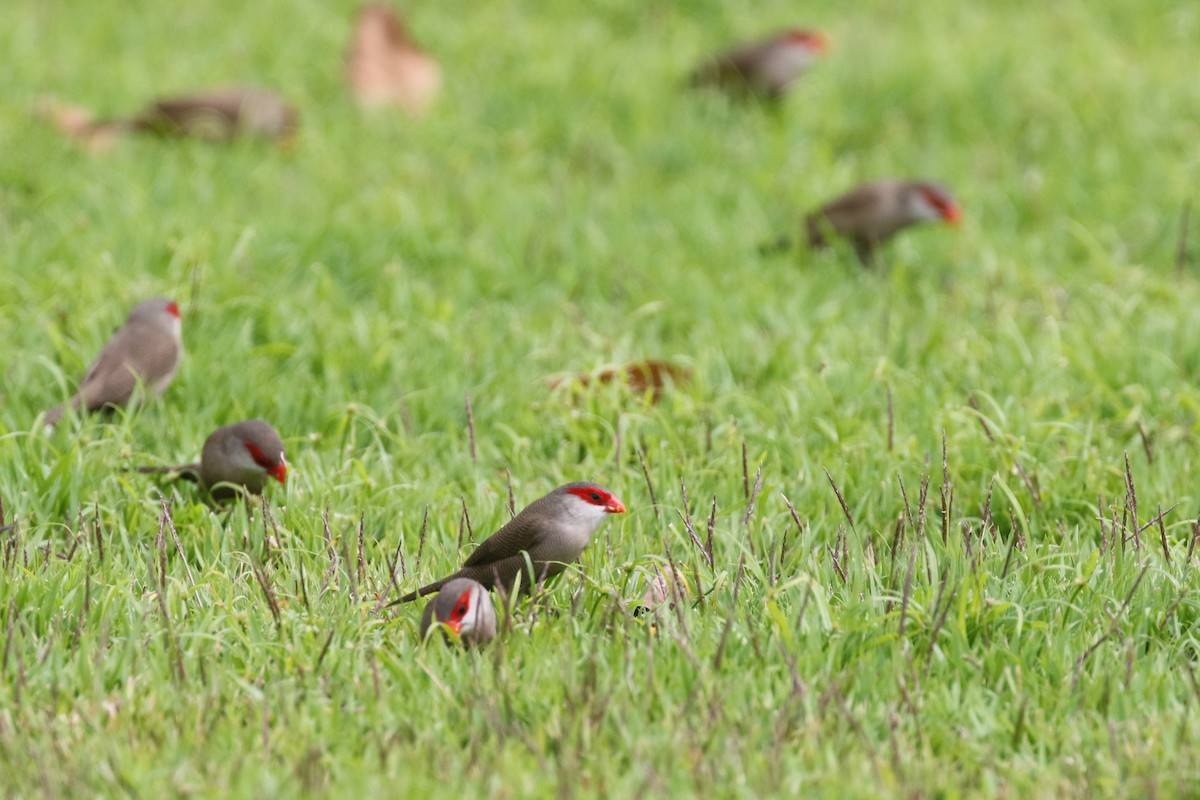 Common Waxbill - ML616957136