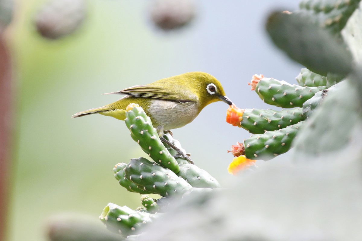 Warbling White-eye - ML616957185