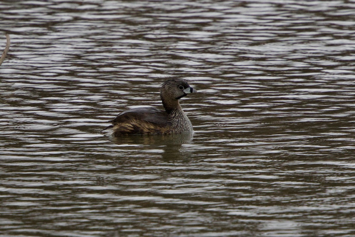 Pied-billed Grebe - ML616957238
